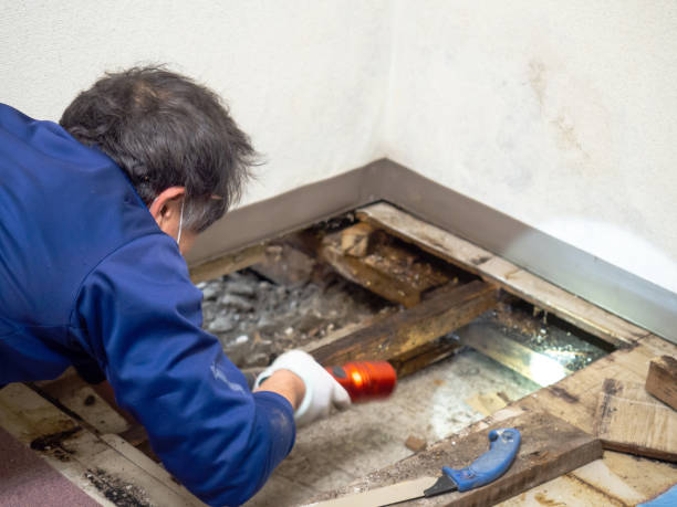 Best Toxic Mold Removal  in Pasadena, CA