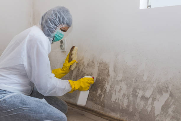 Reliable Pasadena, CA Mold Removal Solutions