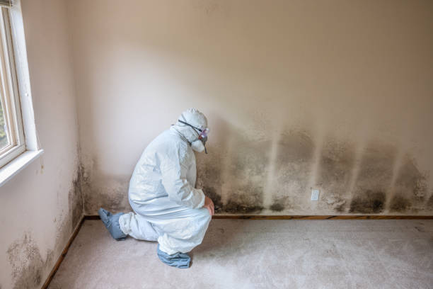 Best Mold Testing  in Pasadena, CA