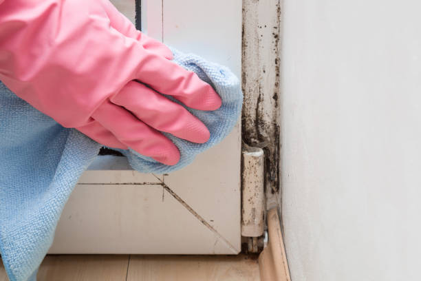 Office Mold Removal Services in Pasadena, CA
