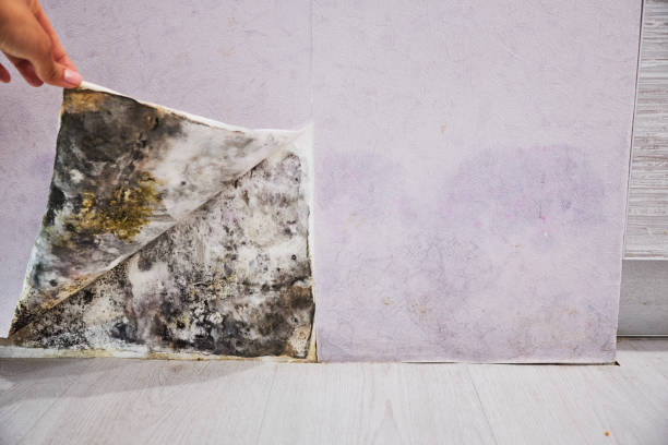 Best Residential Mold Removal  in Pasadena, CA